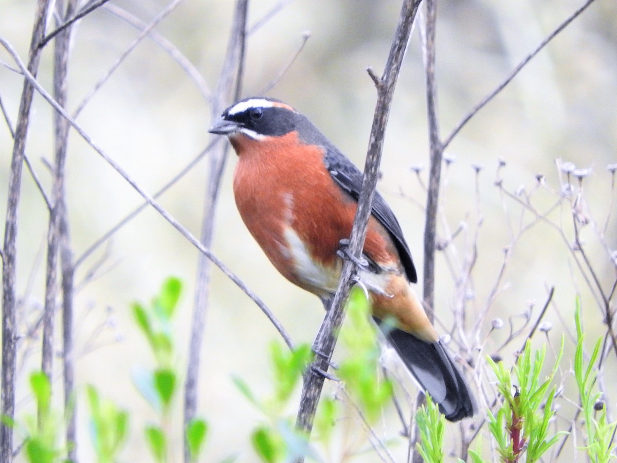 Black-and-rufous Warbling Finch - Daniel Pereira Guerra