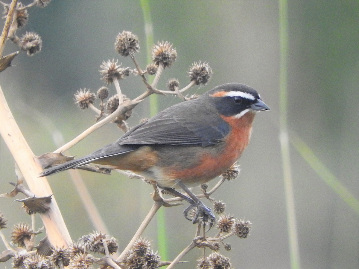 Black-and-rufous Warbling Finch - ML324234531