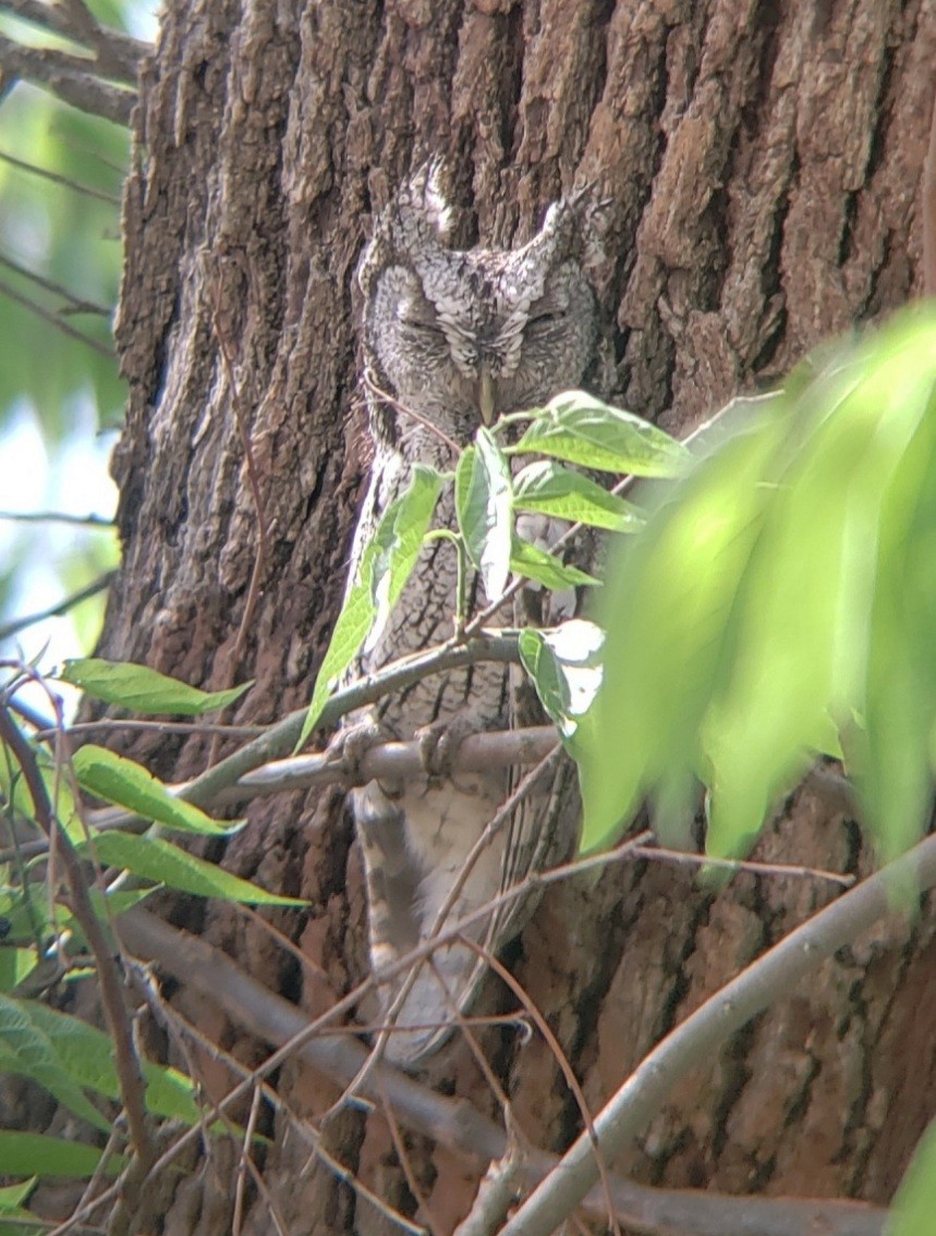 Eastern Screech-Owl - ML324236321