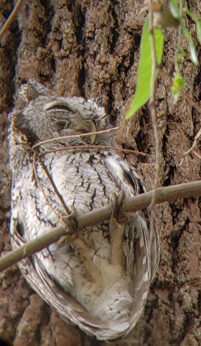 Eastern Screech-Owl - ML324236341