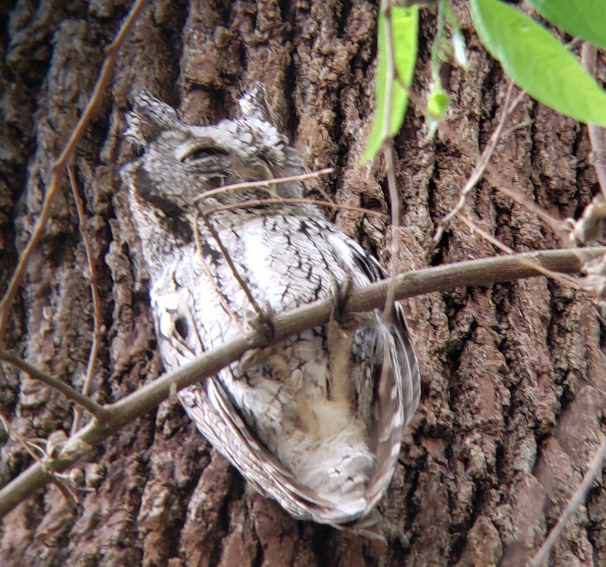 Eastern Screech-Owl - ML324236351