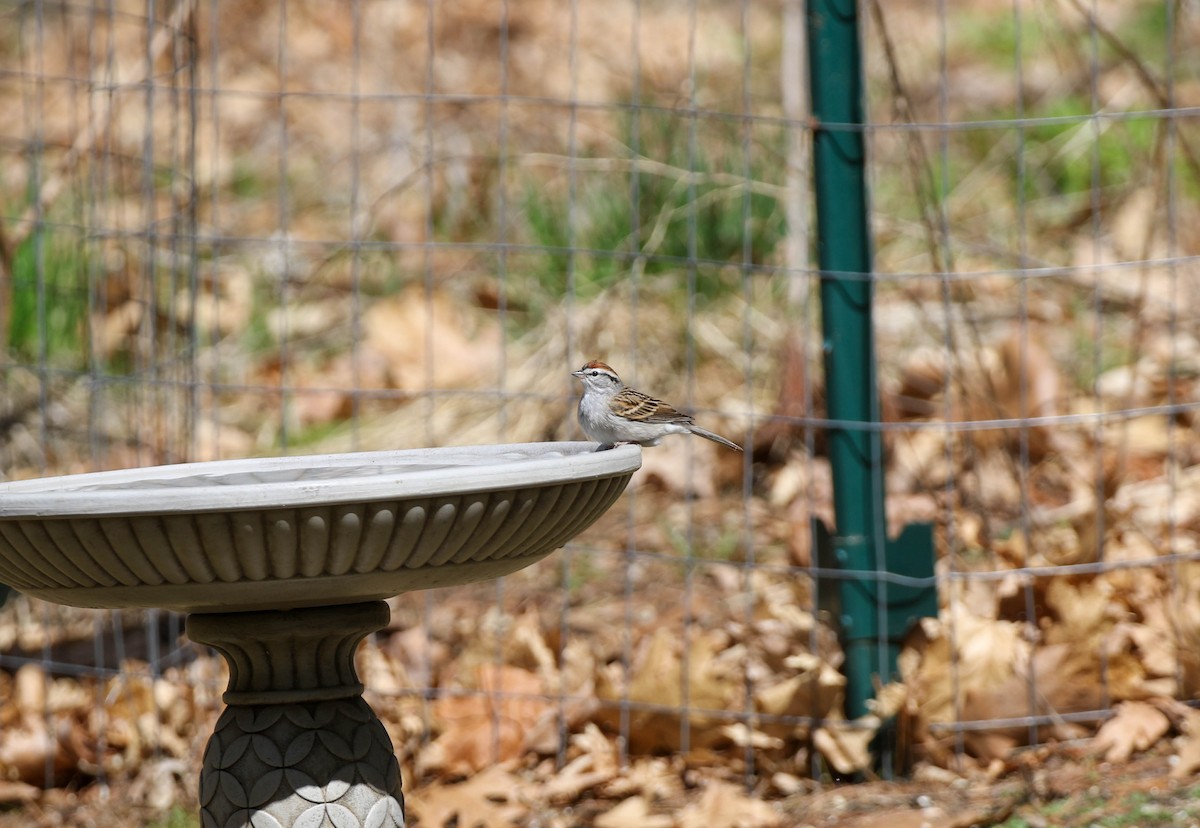 Chipping Sparrow - ML324236751