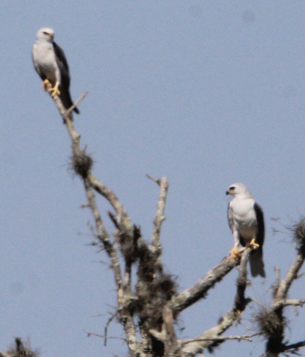 White-tailed Kite - ML324236771