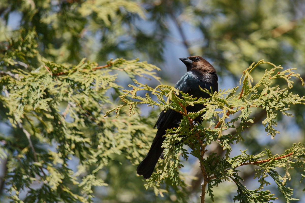 Brown-headed Cowbird - ML324239991