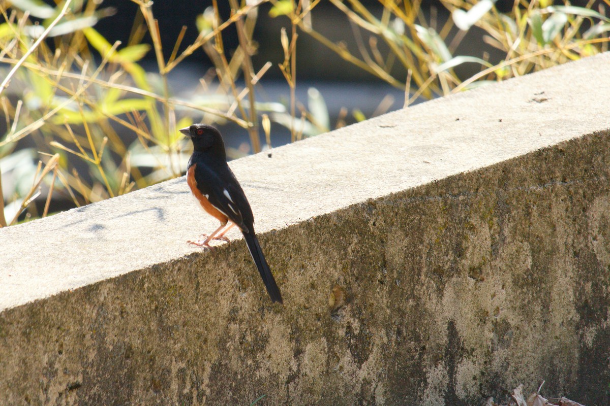 Eastern Towhee - ML324240051