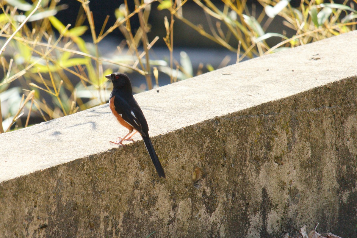 Eastern Towhee - ML324240051