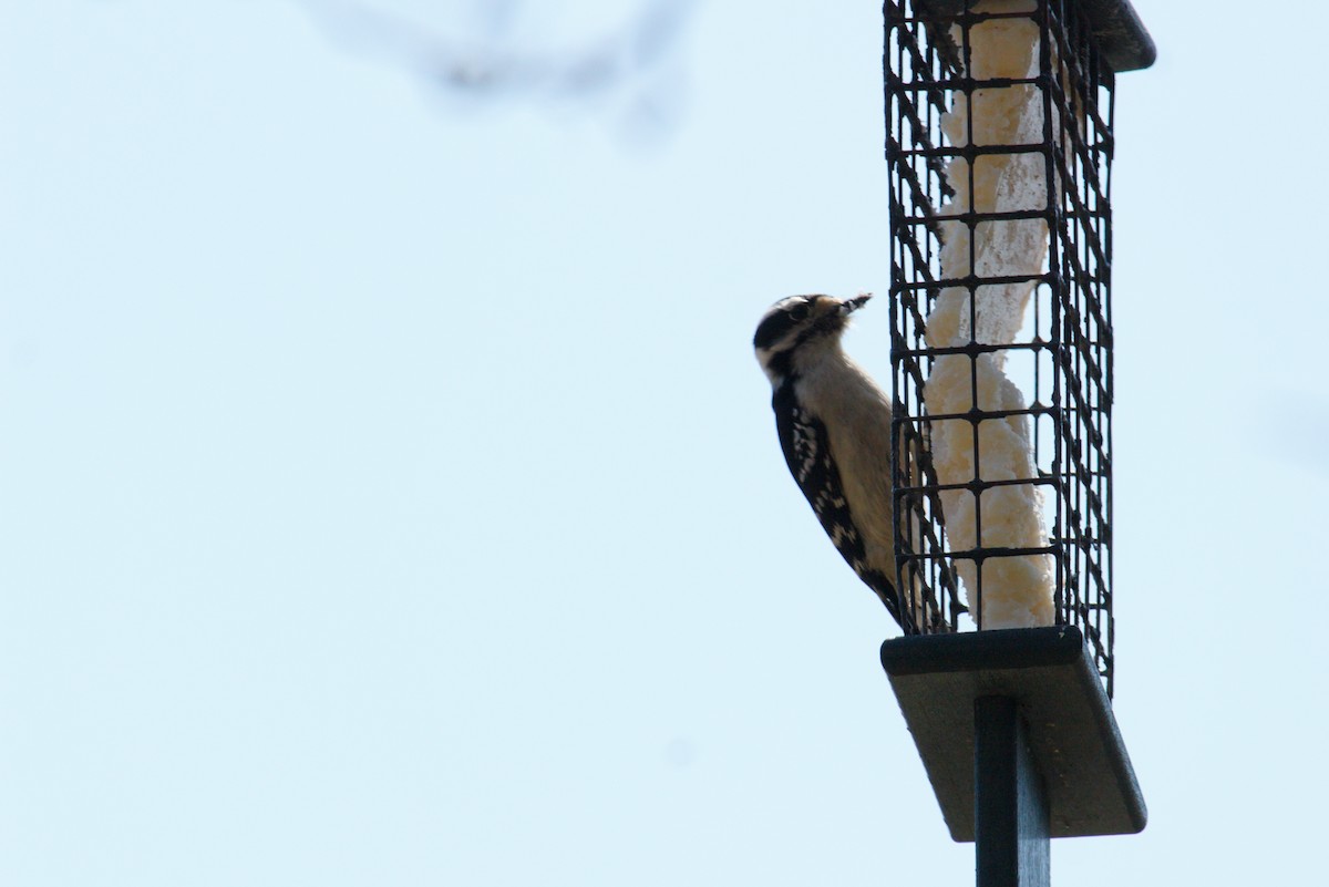Downy Woodpecker - ML324240061