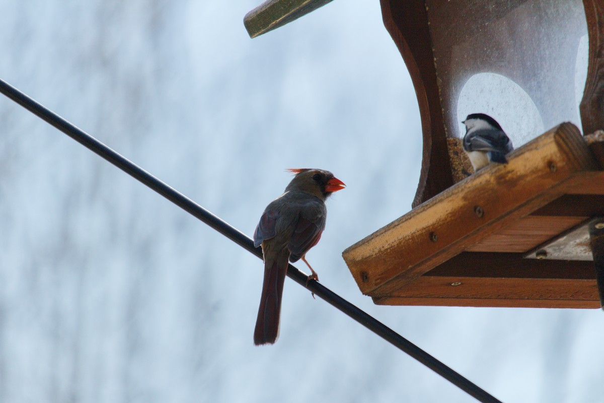 Northern Cardinal - ML324240281