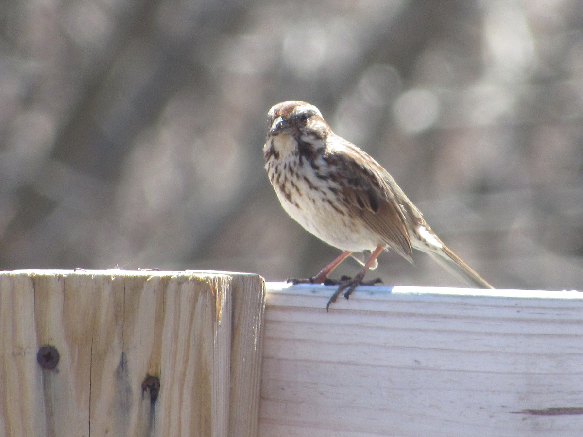 Song Sparrow - ML324240941