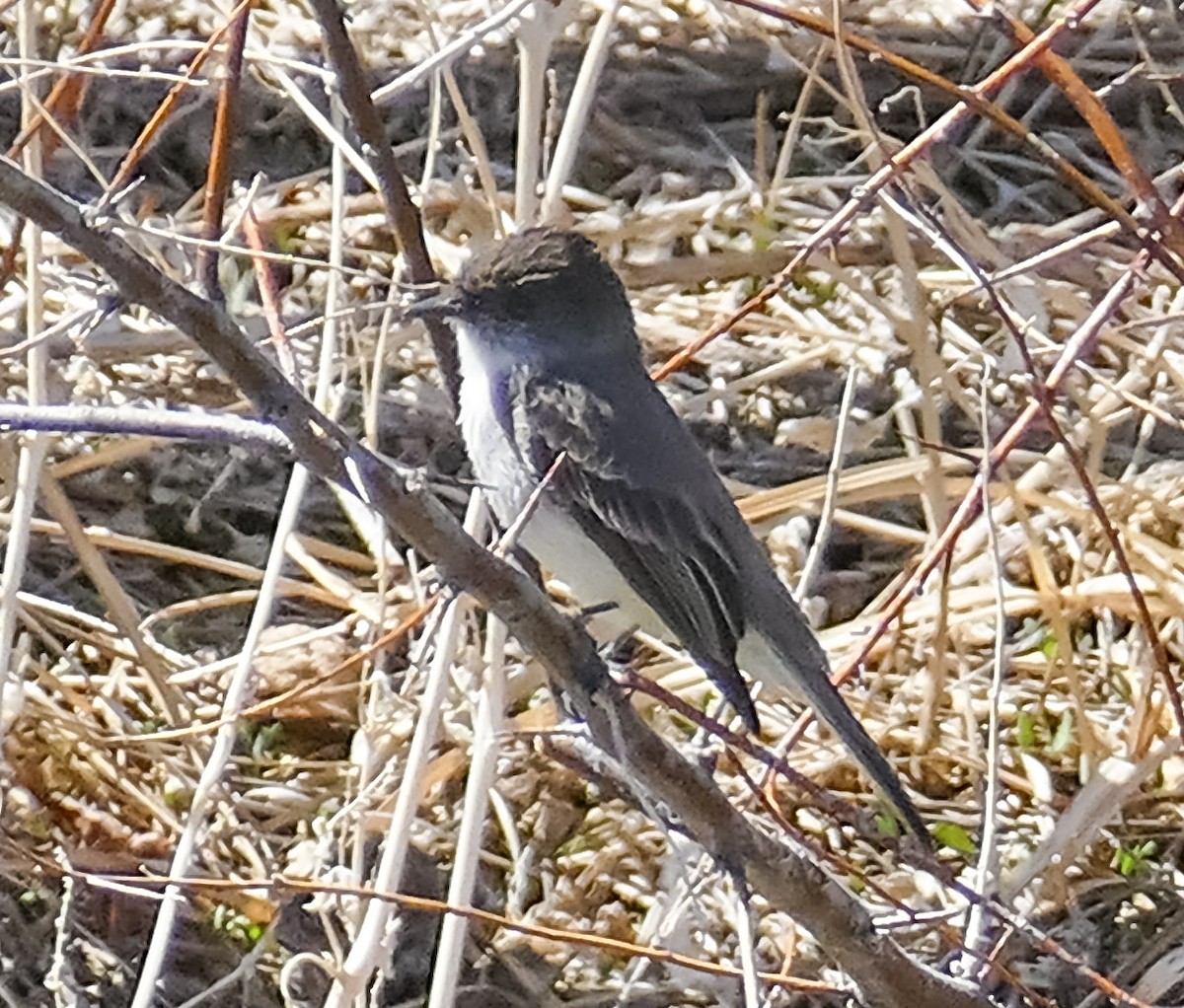 Eastern Phoebe - ML324240961