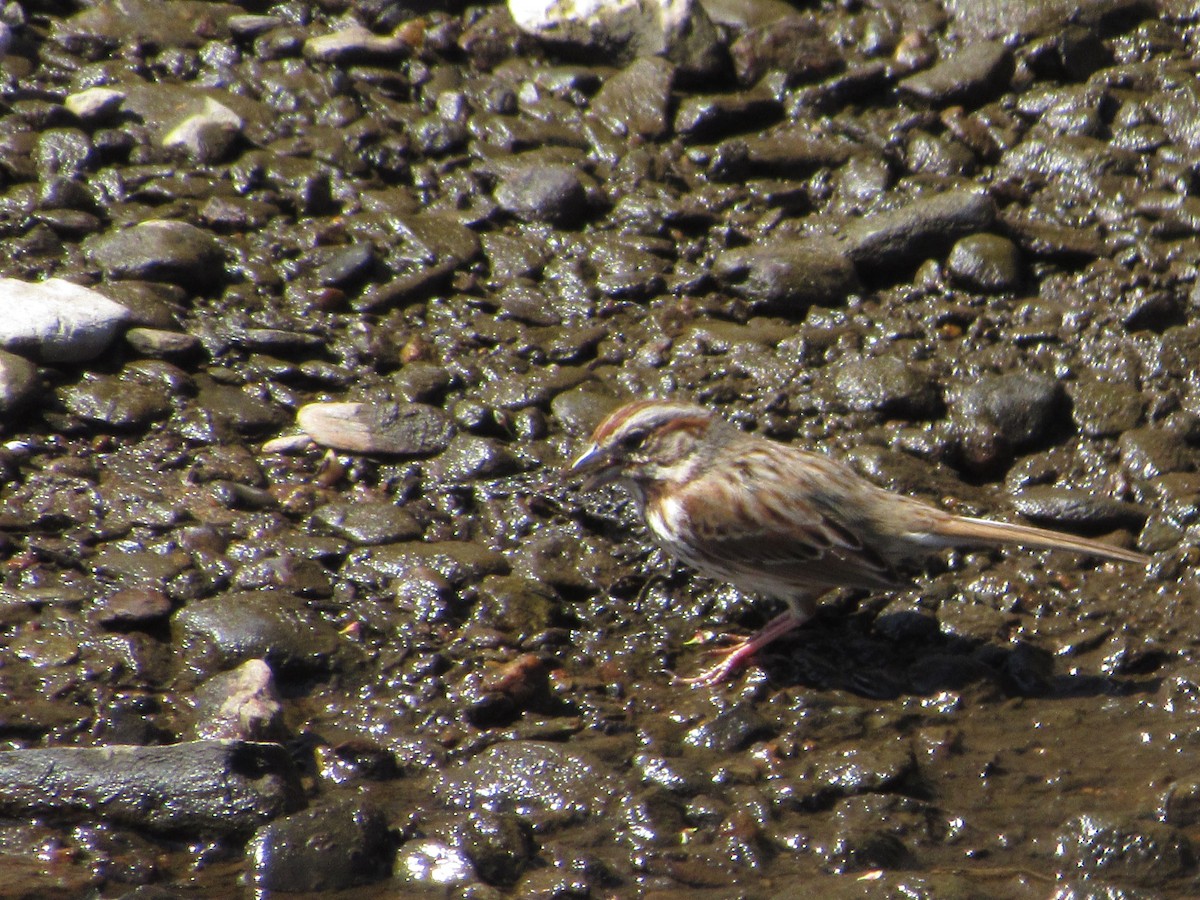 Song Sparrow - ML324241001