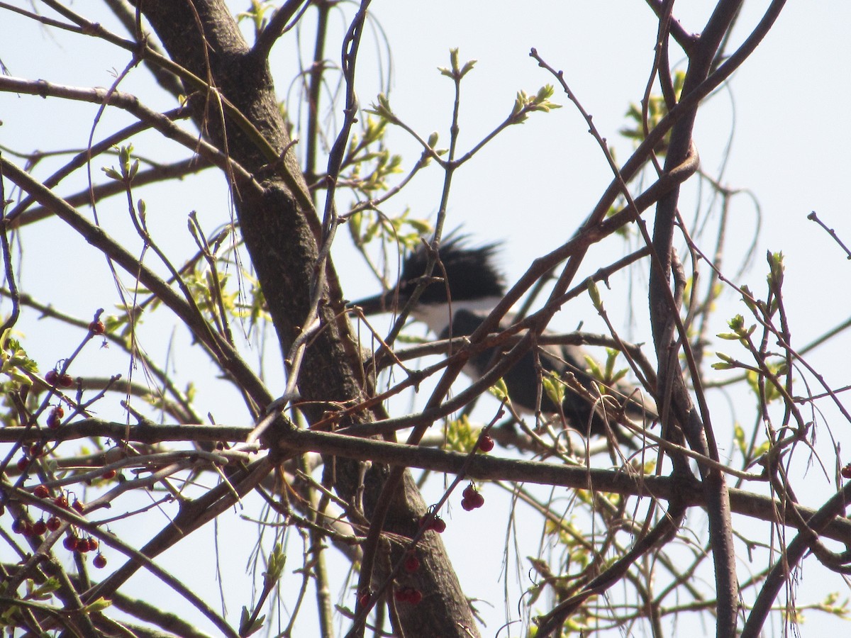 Belted Kingfisher - ML324241121