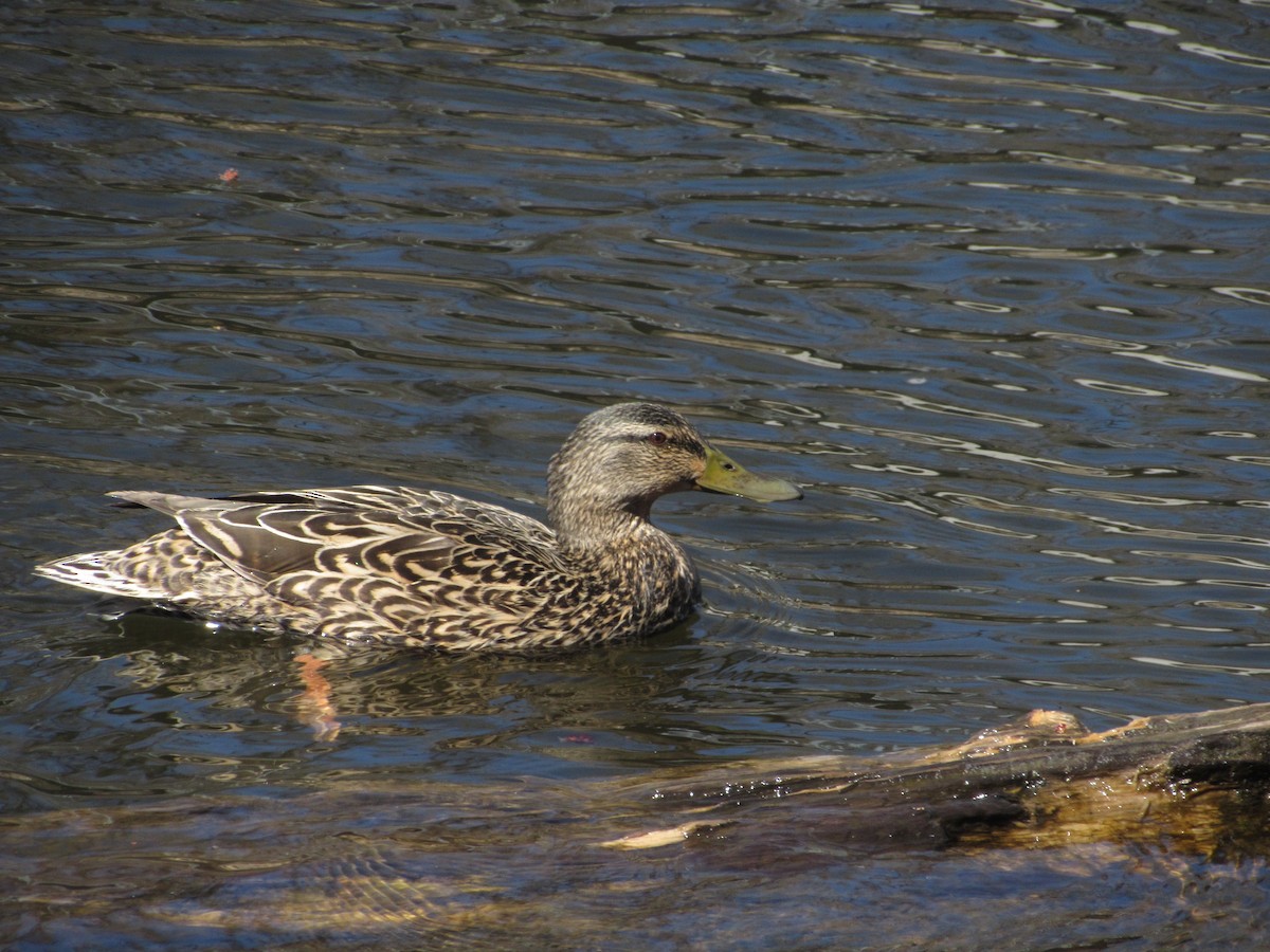 Mallard - ML324241281