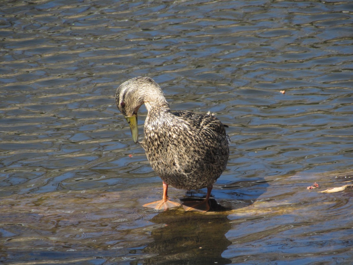 Mallard - ML324241291