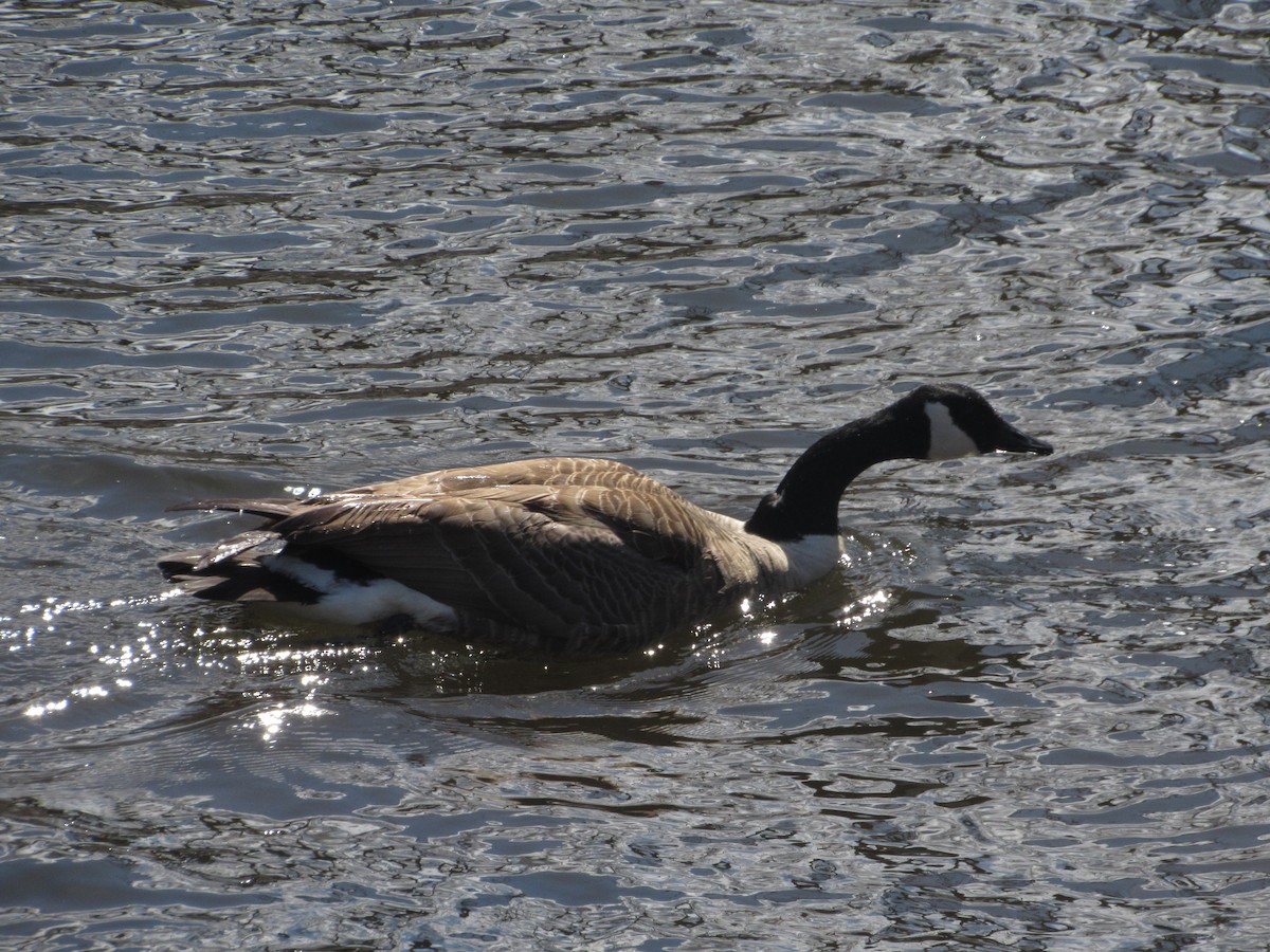 Canada Goose - ML324241531