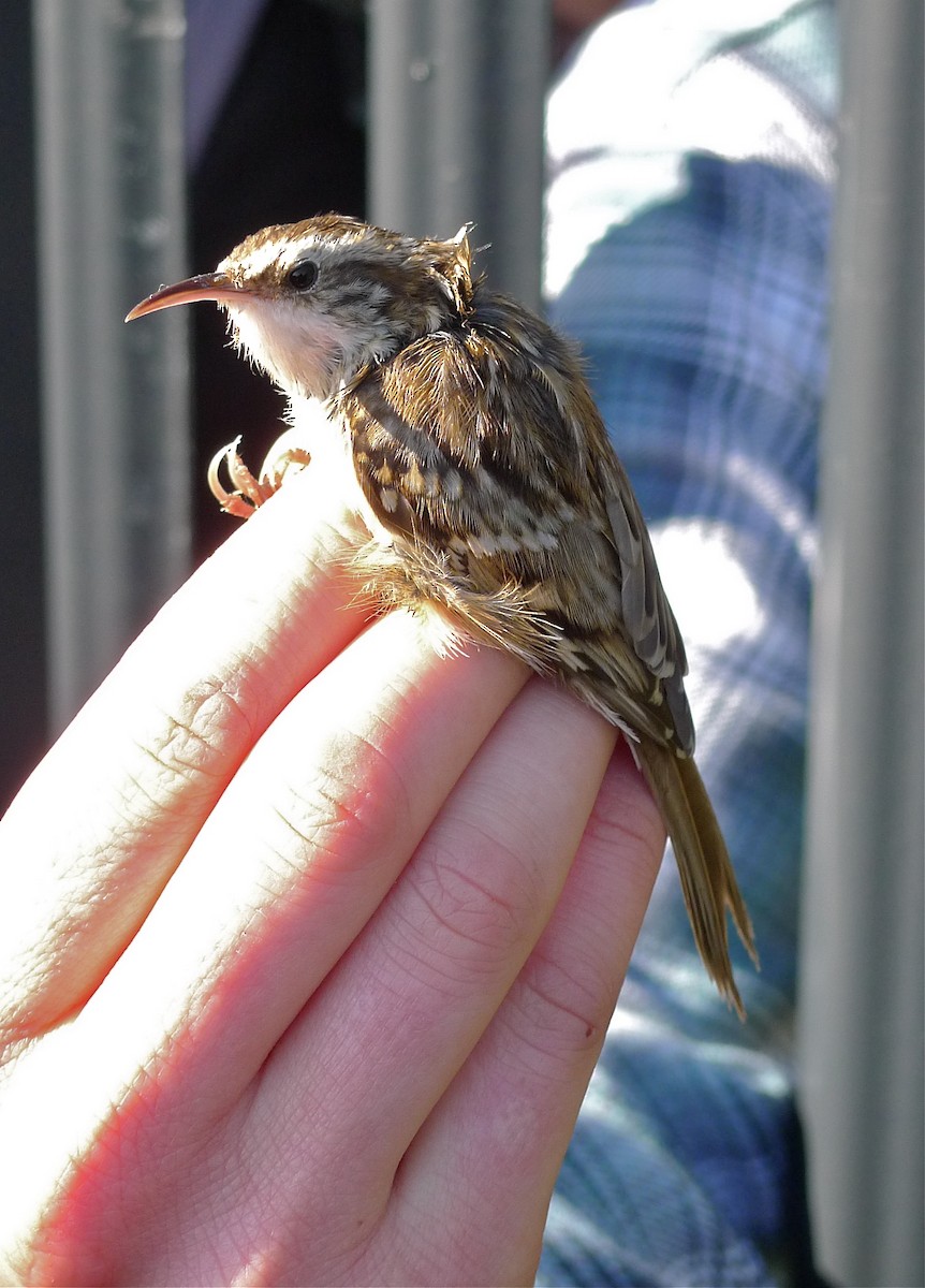 Short-toed Treecreeper - ML324241901