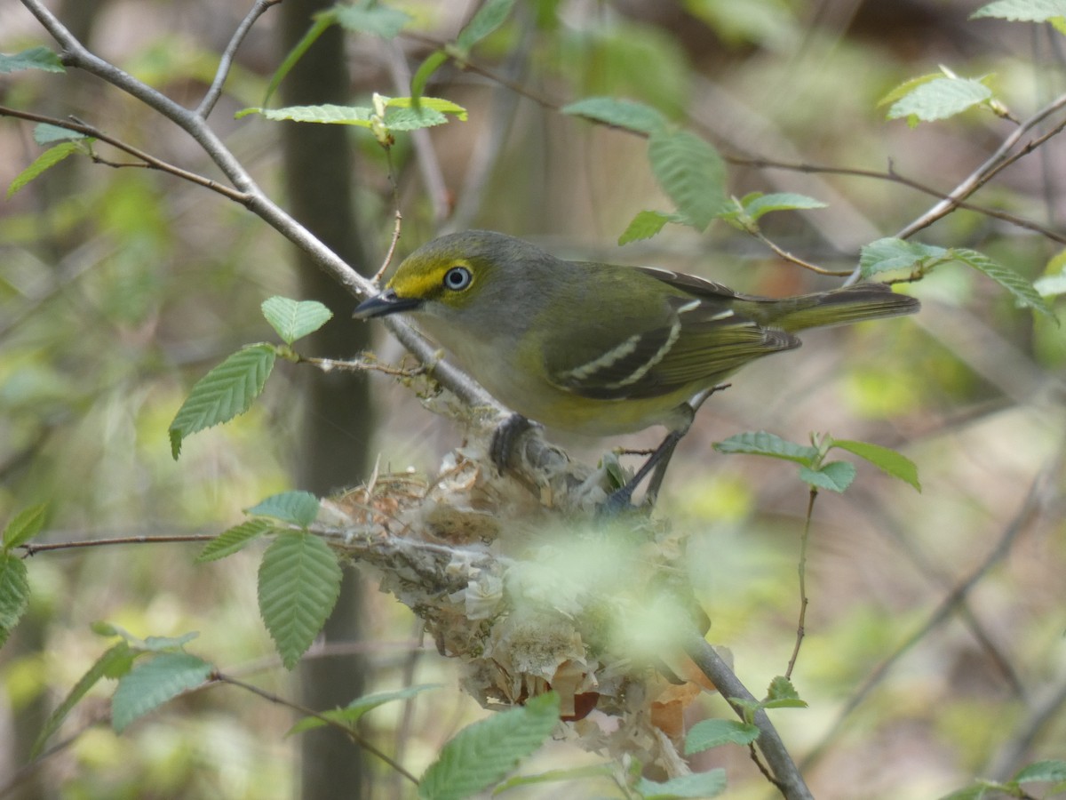 White-eyed Vireo - ML324242811