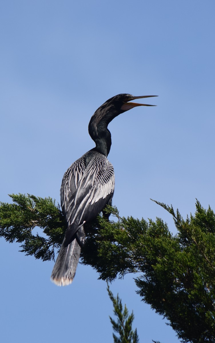 Anhinga - ML324243021