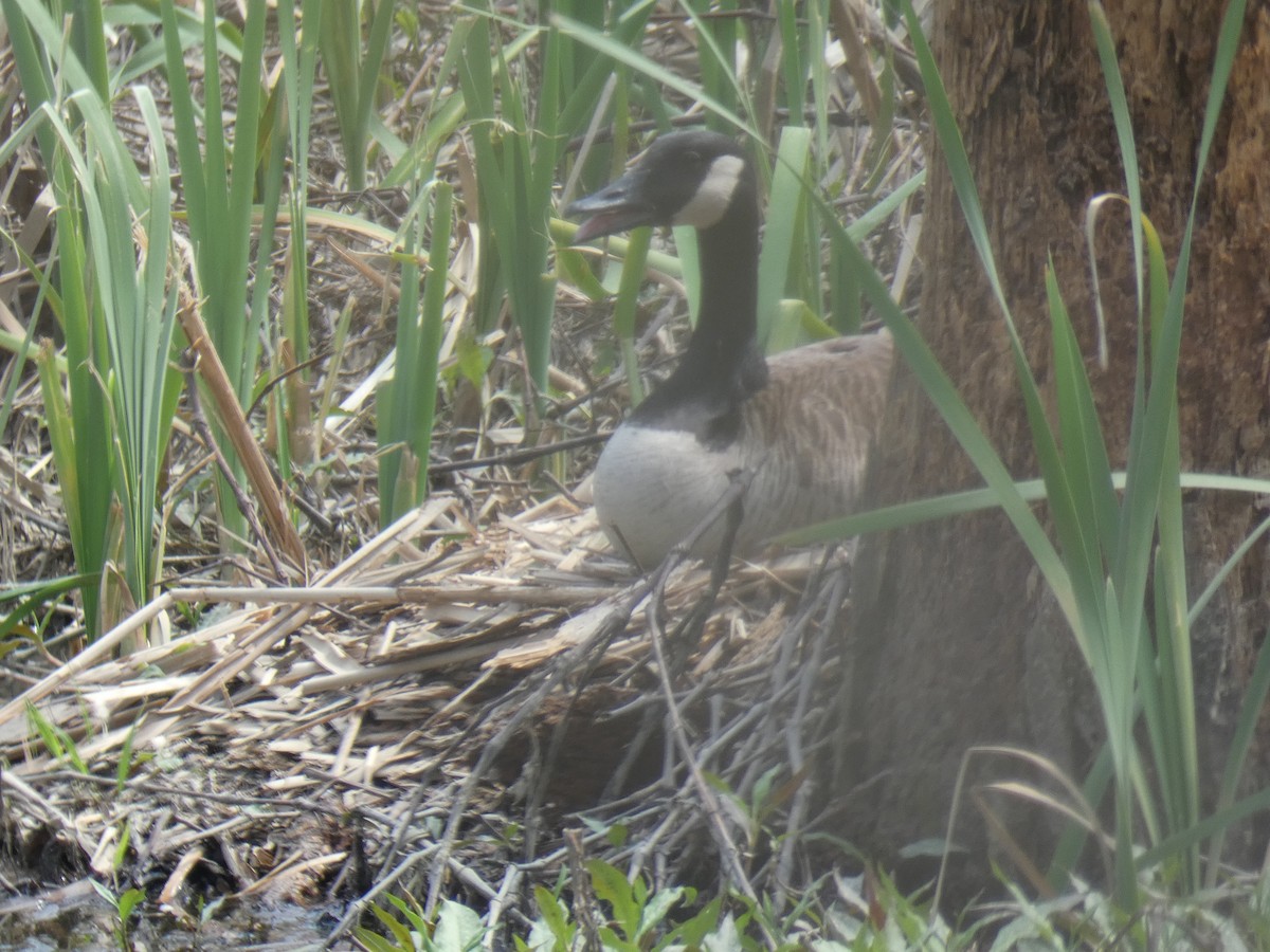 Canada Goose - ML324243051