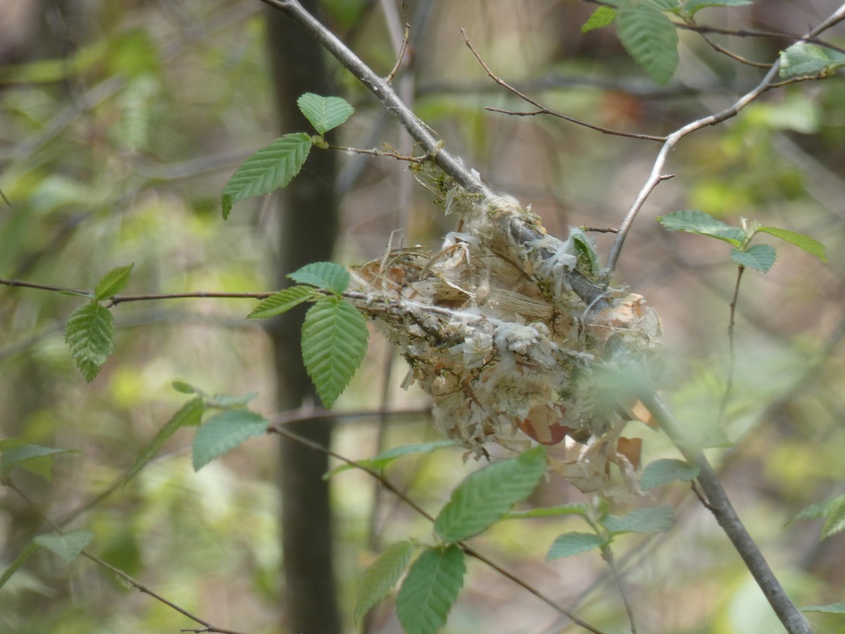 White-eyed Vireo - ML324243321