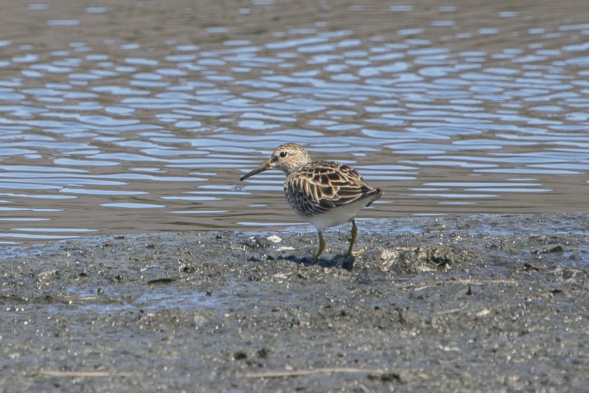 Pectoral Sandpiper - ML324245291