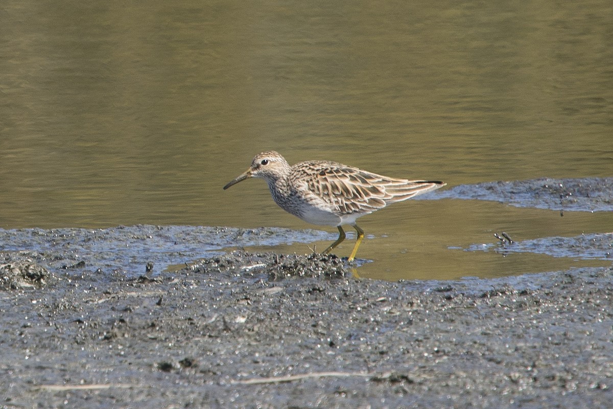 Pectoral Sandpiper - ML324245301