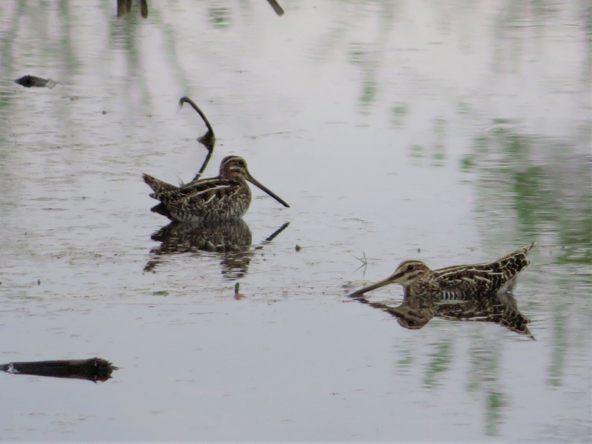 Wilson's Snipe - ML324245521