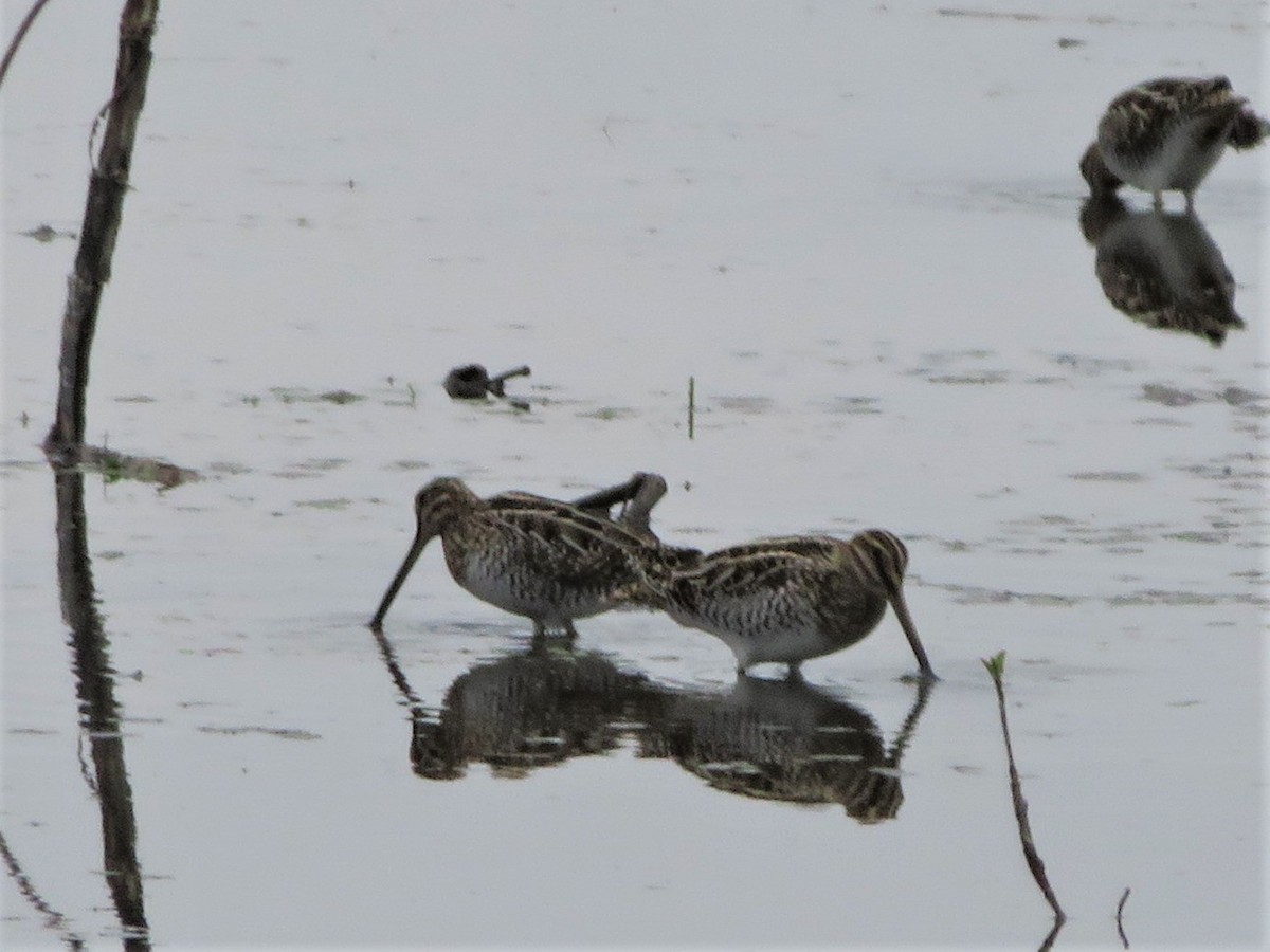 Wilson's Snipe - ML324245571