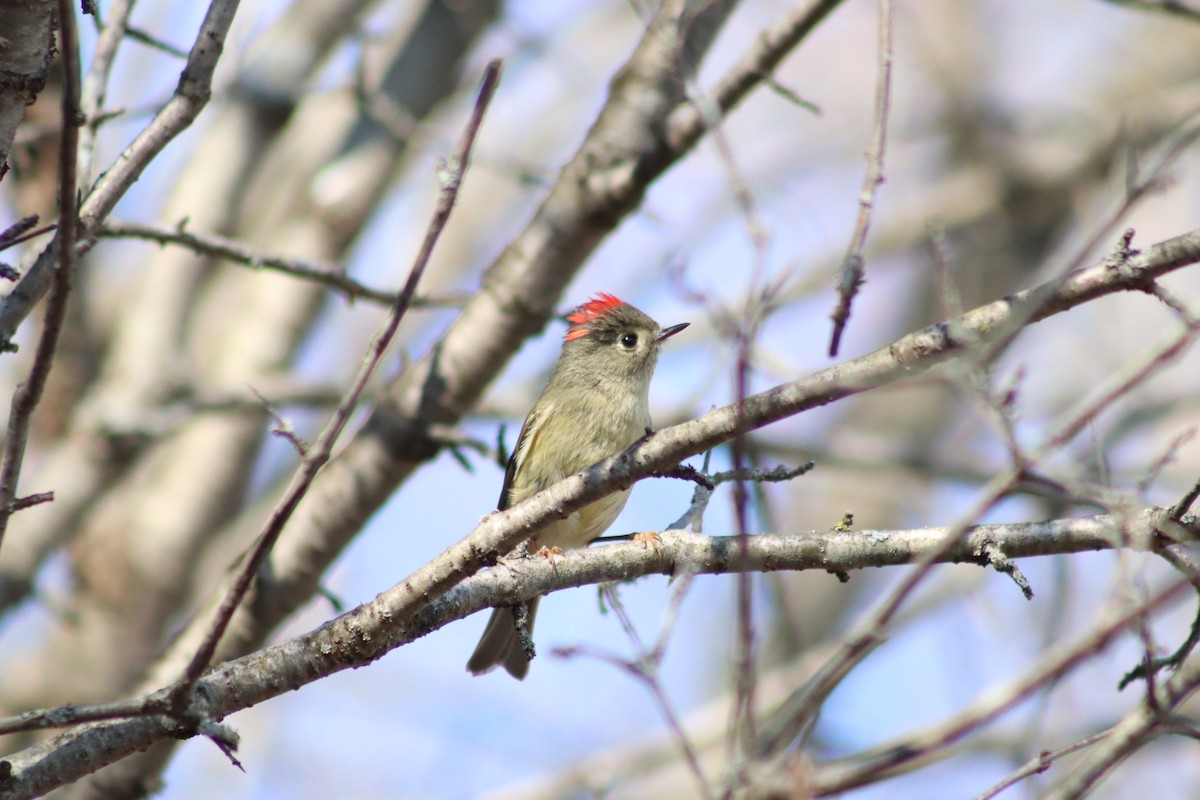 Ruby-crowned Kinglet - JulieAnn Prentice