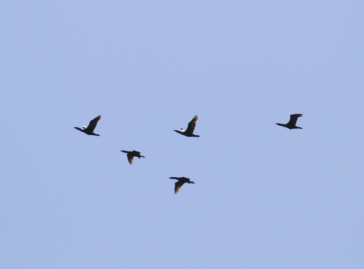 Double-crested Cormorant - ML324249231