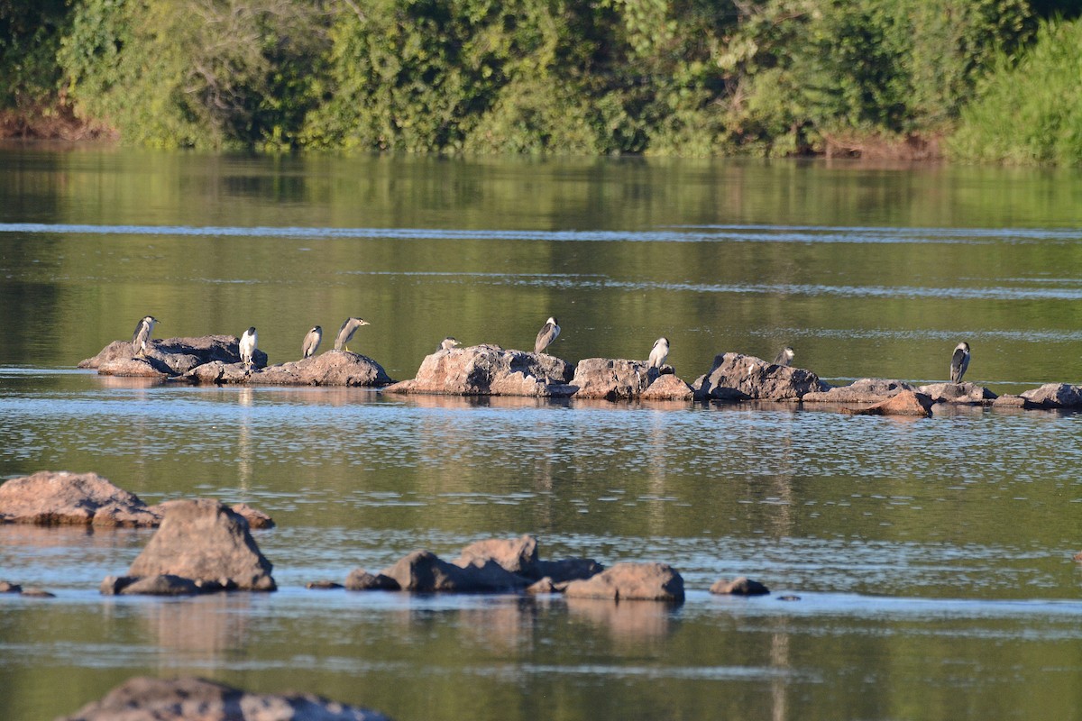 Black-crowned Night Heron - ML324249701