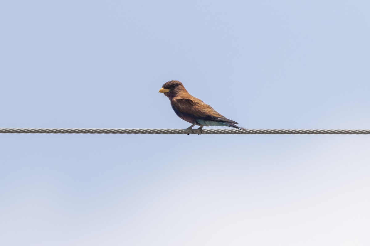 Broad-billed Roller - ML324250001