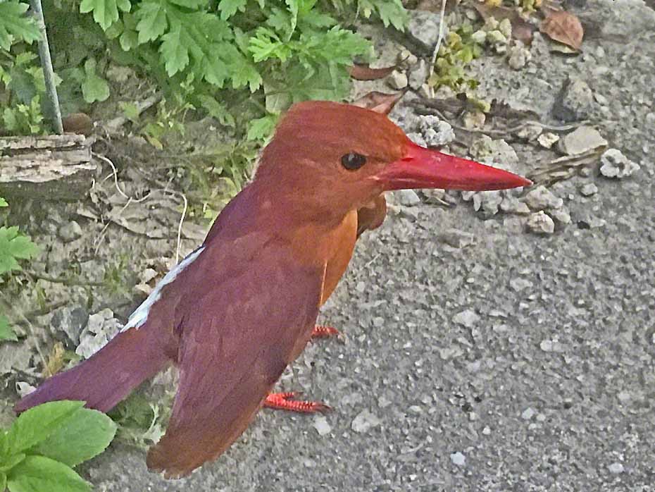 Ruddy Kingfisher - ML324251221