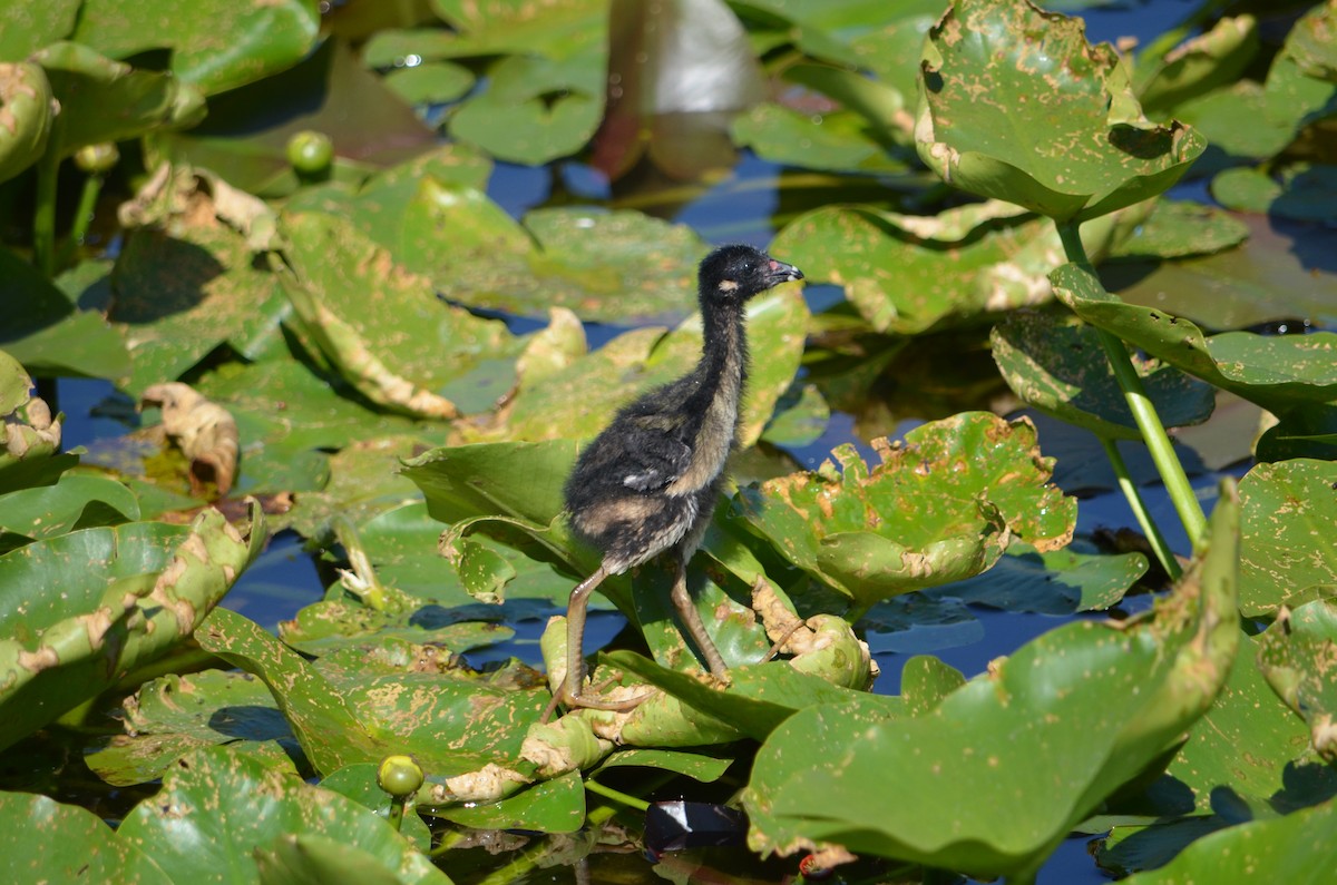 Purple Gallinule - ML324251911
