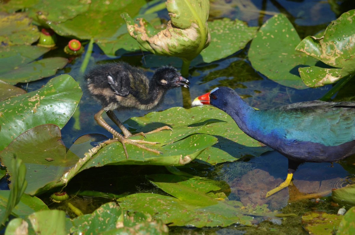 Purple Gallinule - ML324251921