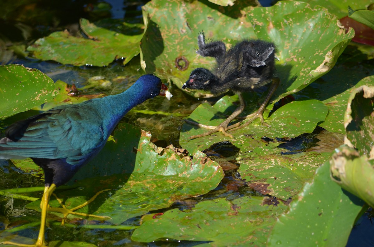 Purple Gallinule - ML324251931