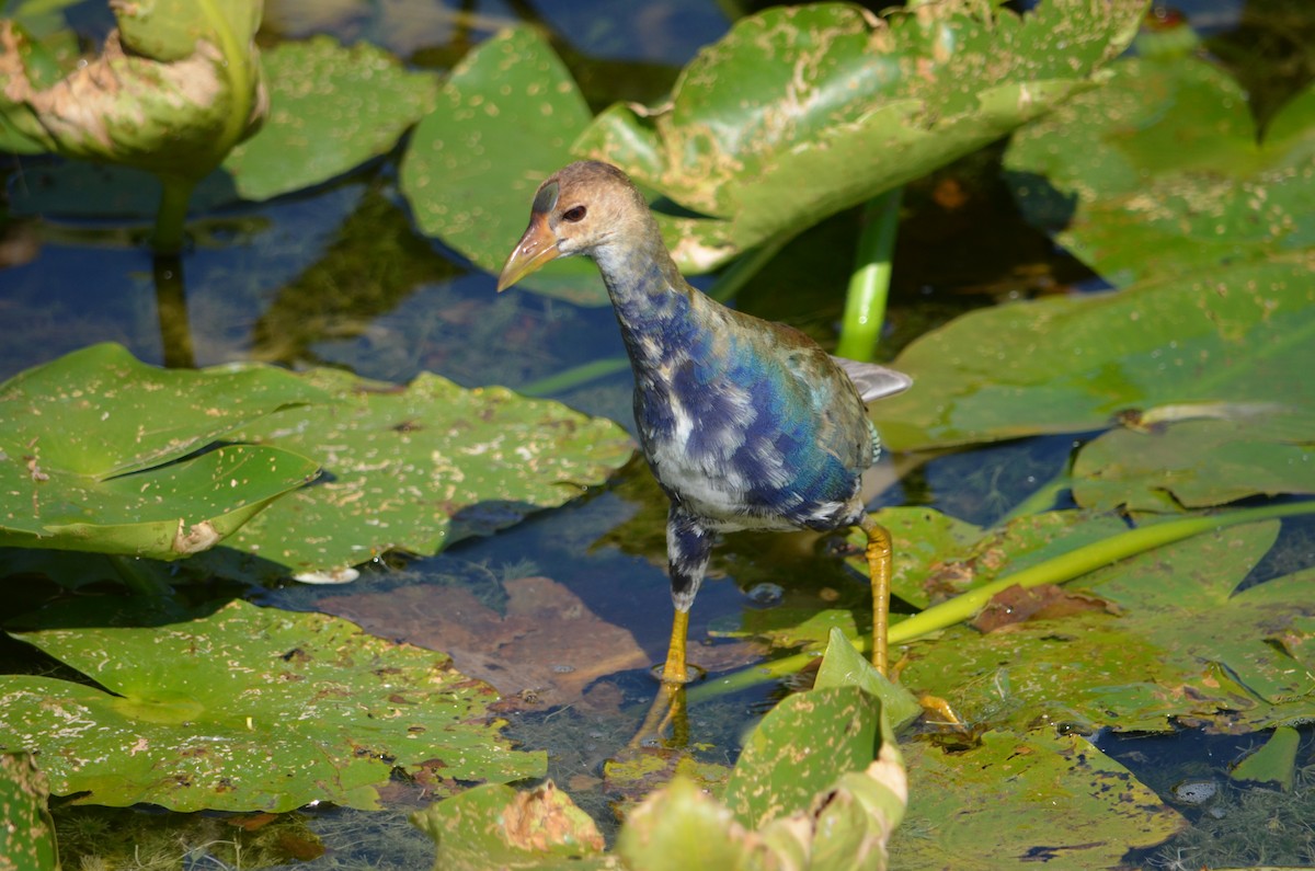 Purple Gallinule - ML324251981