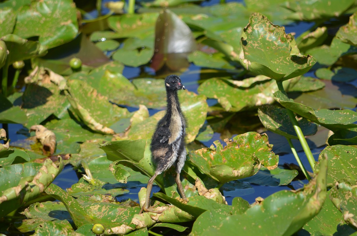Purple Gallinule - ML324251991