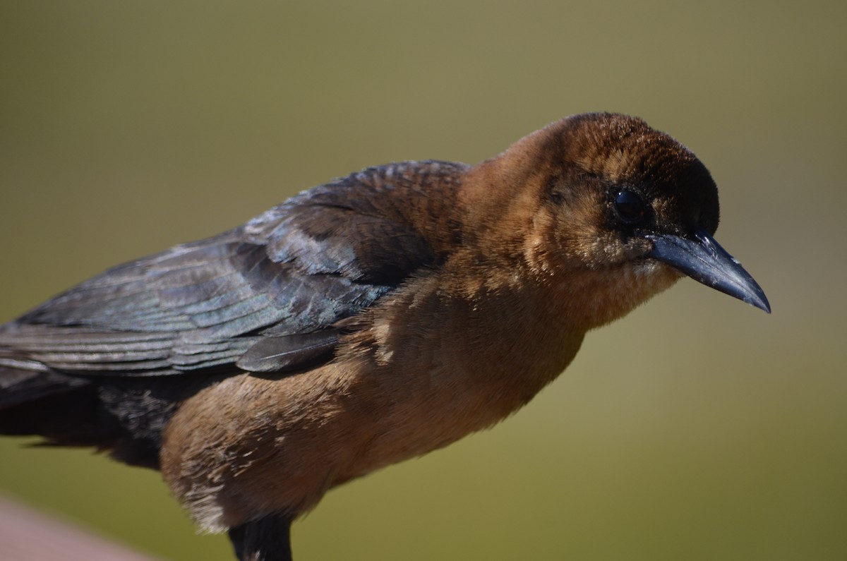 Boat-tailed Grackle - ML324252401
