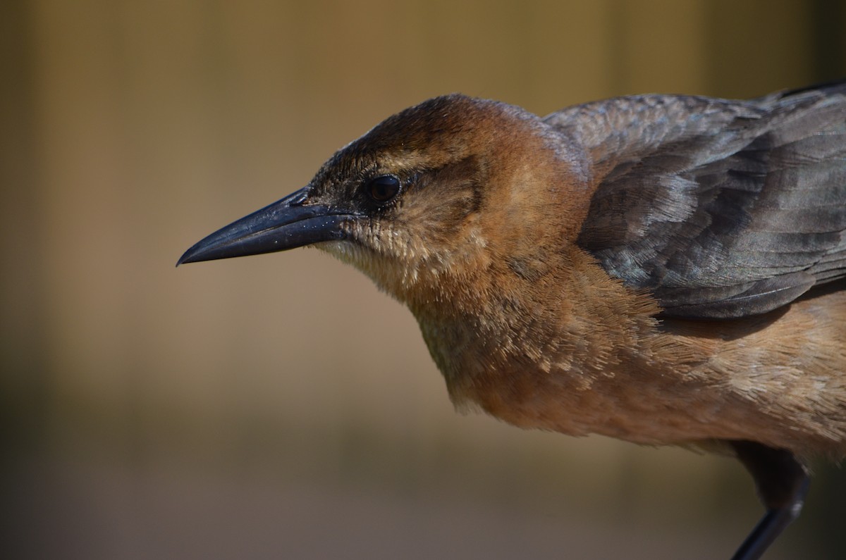 Boat-tailed Grackle - ML324252411