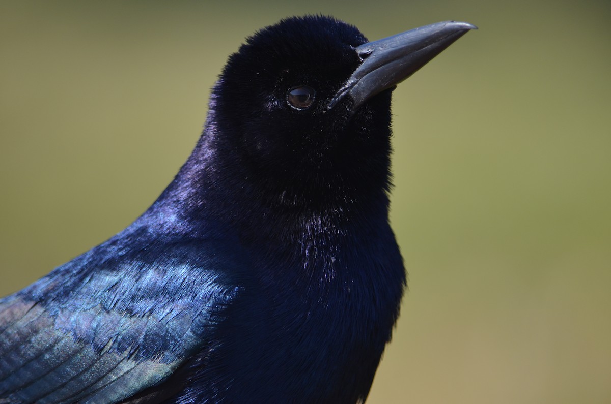 Boat-tailed Grackle - ML324252441