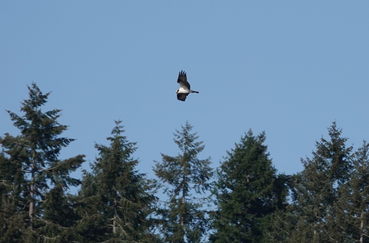 Águila Pescadora - ML324253451