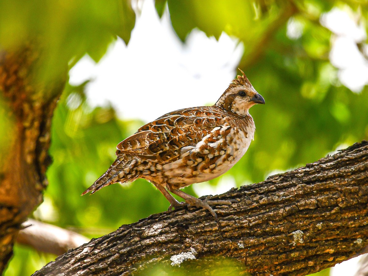 Crested Bobwhite - ML324253881