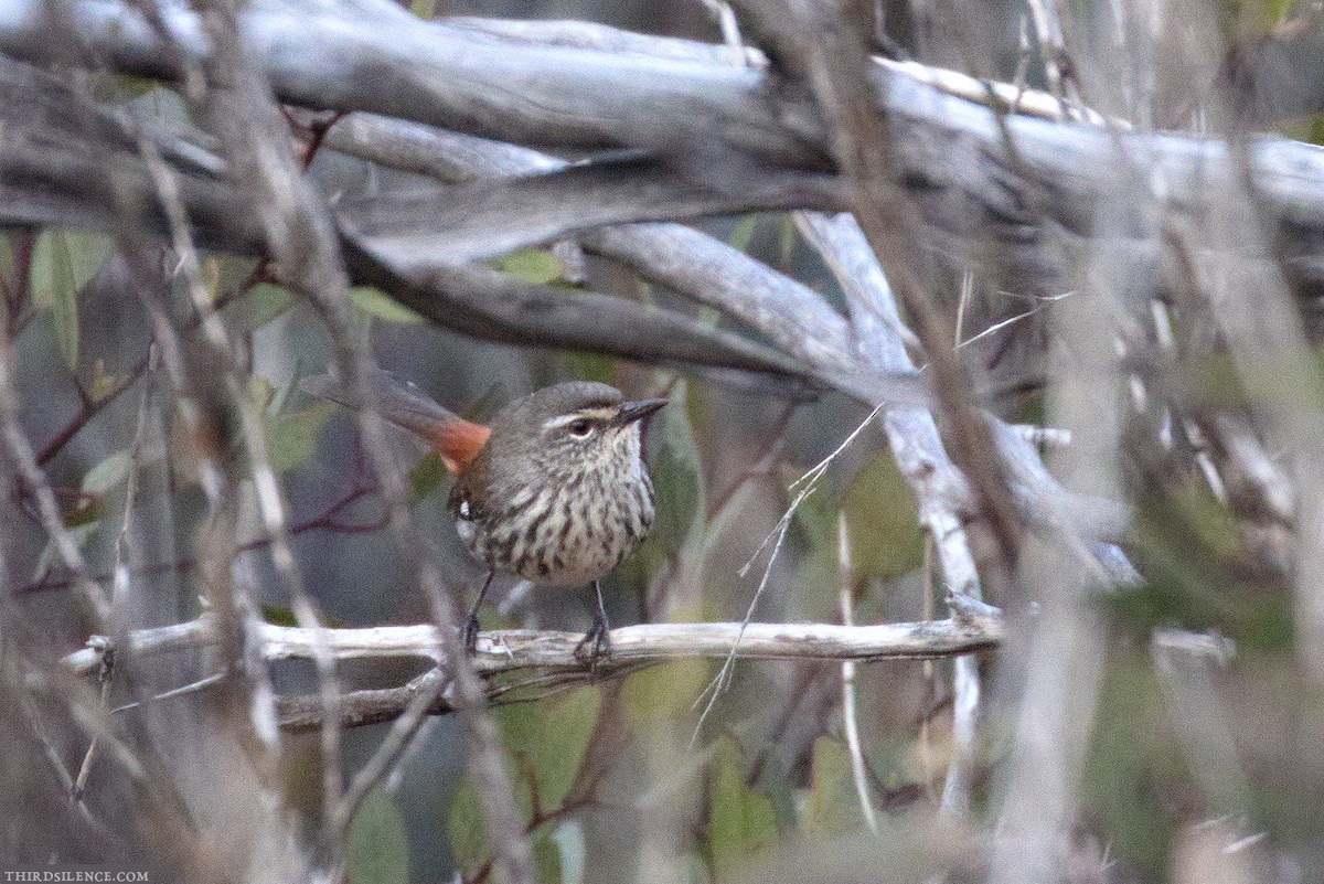 Shy Heathwren - ML324256521