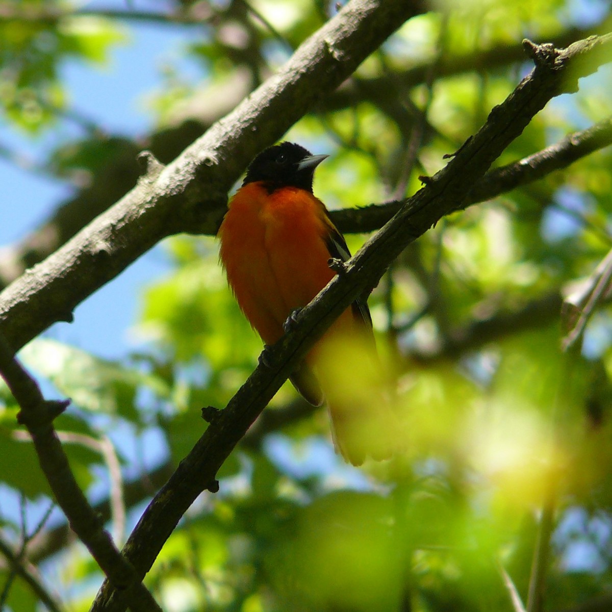 Baltimore Oriole - Mike Grant