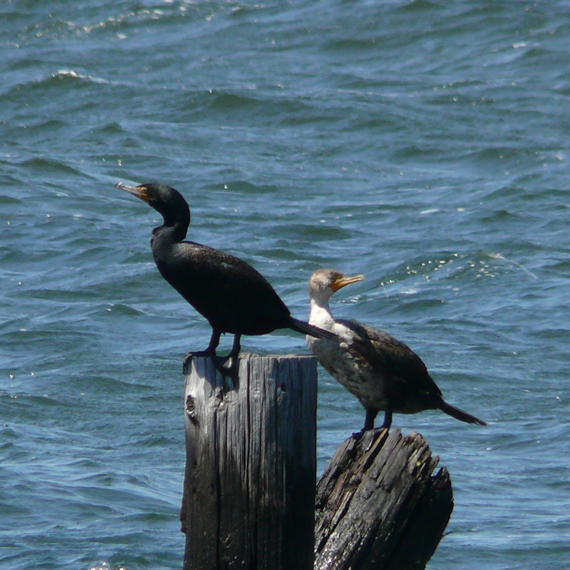 Double-crested Cormorant - ML324258741