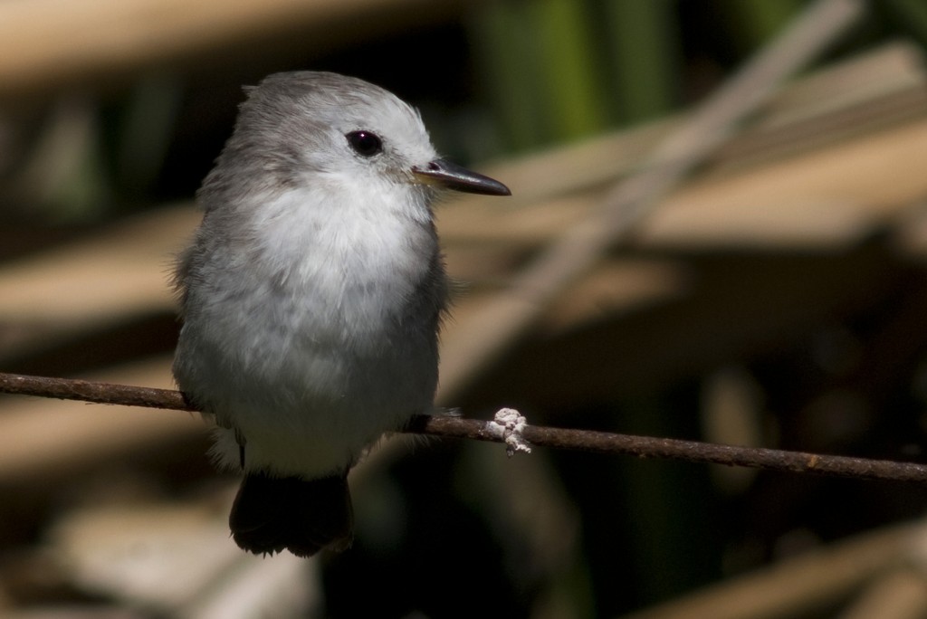 White-headed Marsh Tyrant - Nicolas Olejnik