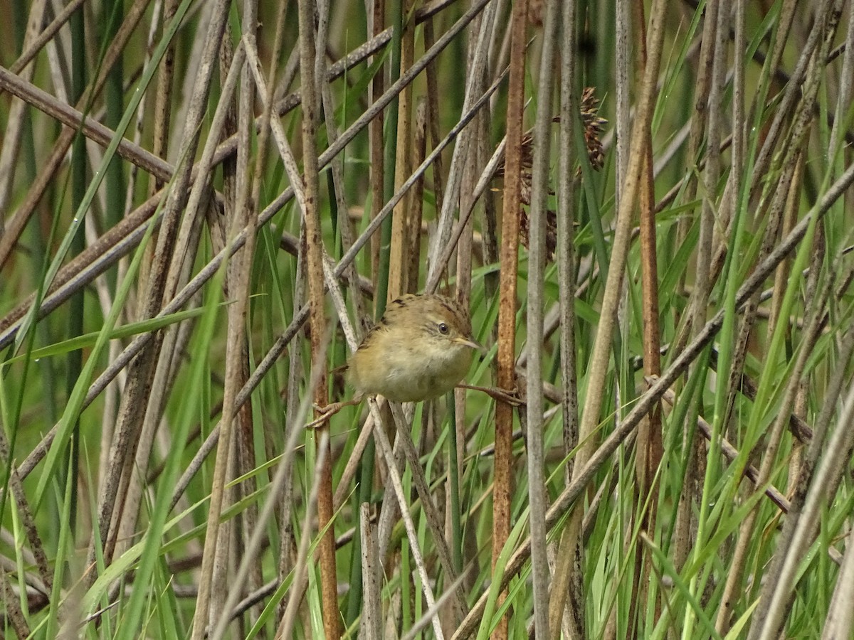 Bay-capped Wren-Spinetail - ML324259741