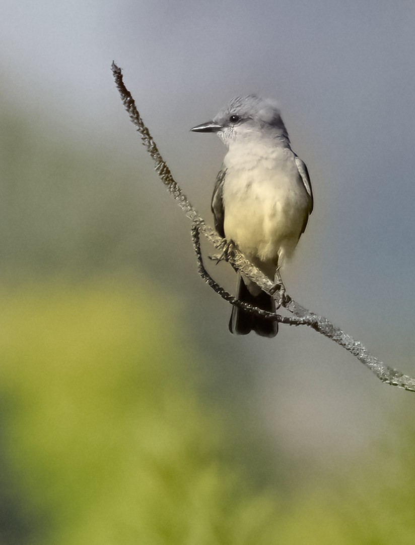 Cassin's Kingbird - ML324259881