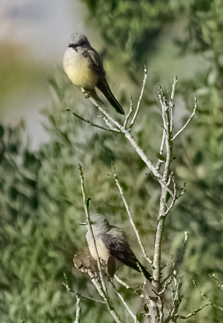 Cassin's Kingbird - ML324259911